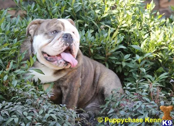 English Bulldog stud dog