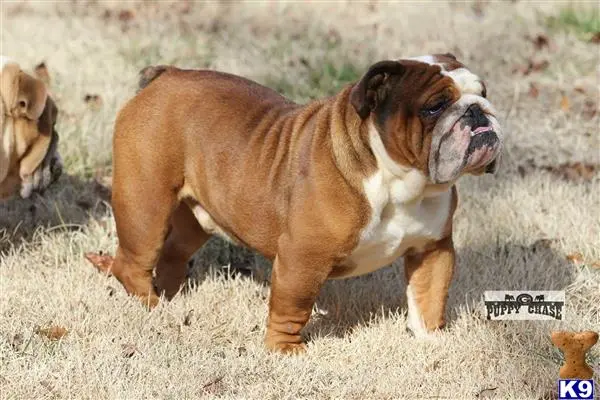 English Bulldog stud dog