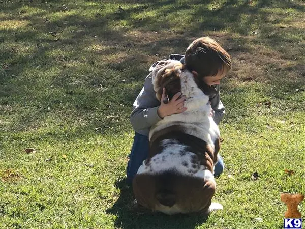 English Bulldog stud dog