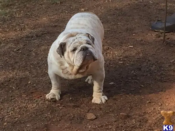 English Bulldog stud dog