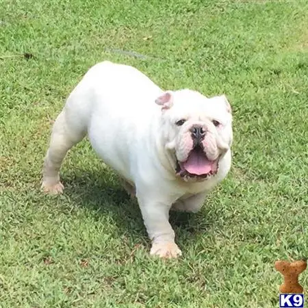 English Bulldog stud dog