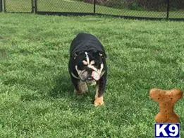 English Bulldog stud dog