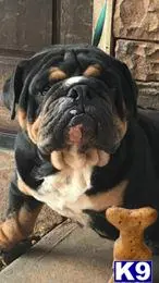 English Bulldog stud dog