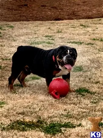 English Bulldog stud dog