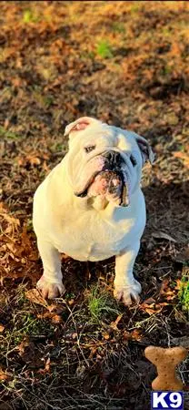 English Bulldog stud dog