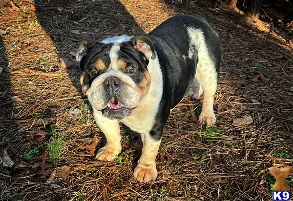 English Bulldog stud dog