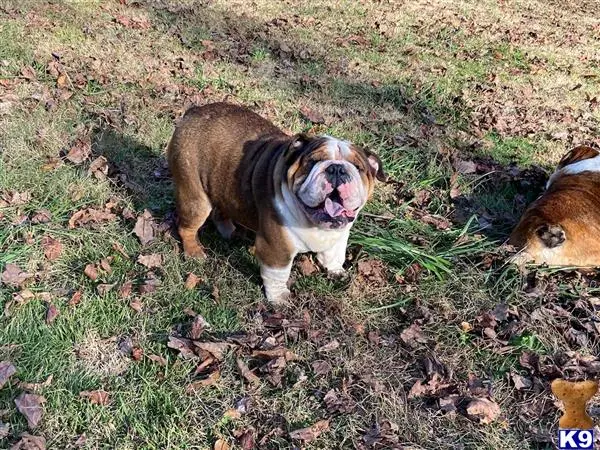 English Bulldog stud dog