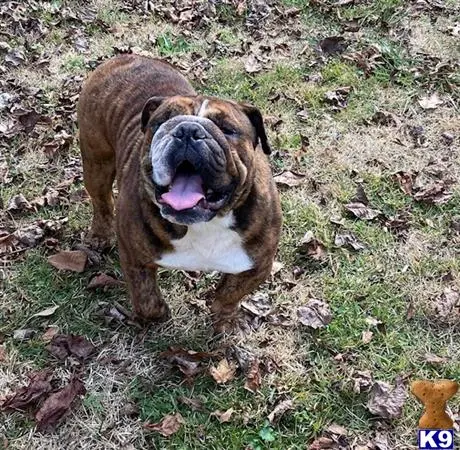 English Bulldog stud dog