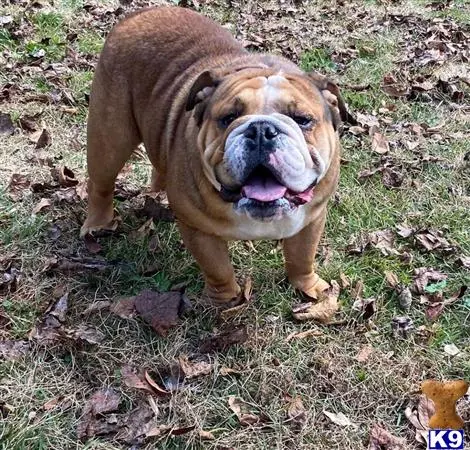 English Bulldog stud dog