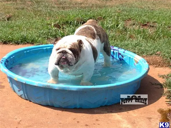 English Bulldog stud dog