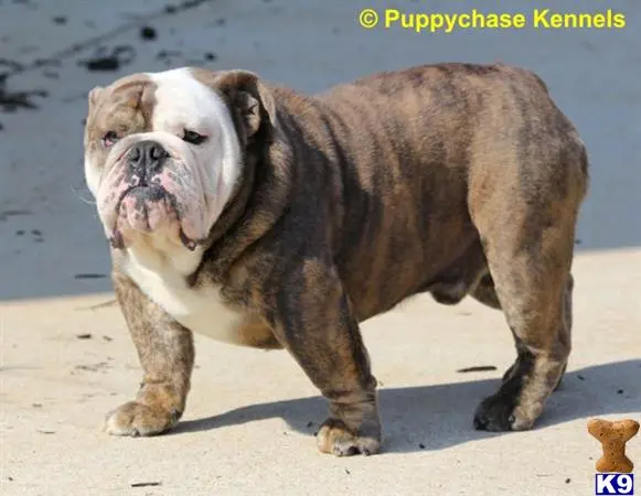 English Bulldog stud dog