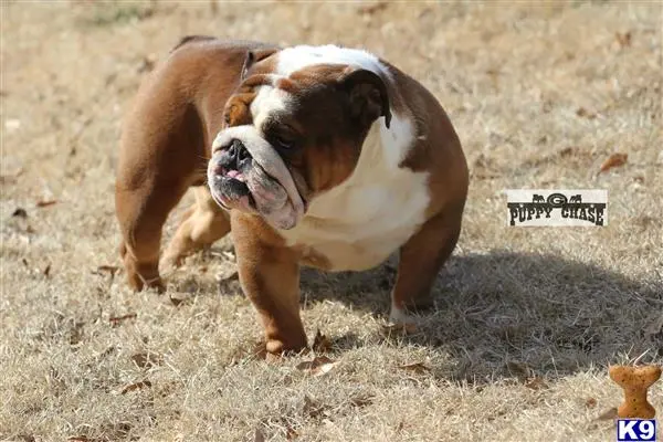 English Bulldog stud dog