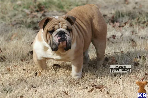 English Bulldog stud dog