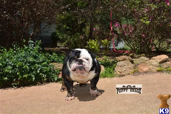 English Bulldog stud dog