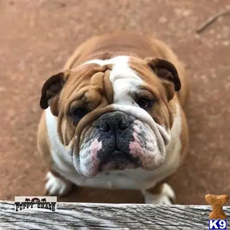 English Bulldog stud dog