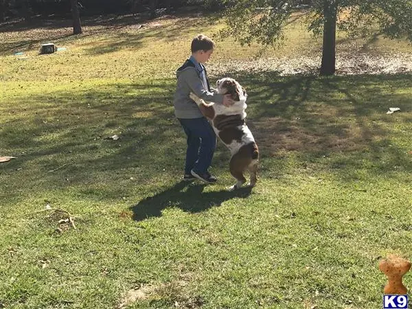 English Bulldog stud dog