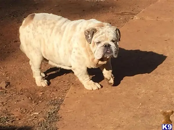 English Bulldog stud dog