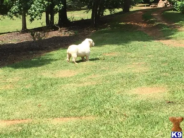 English Bulldog stud dog