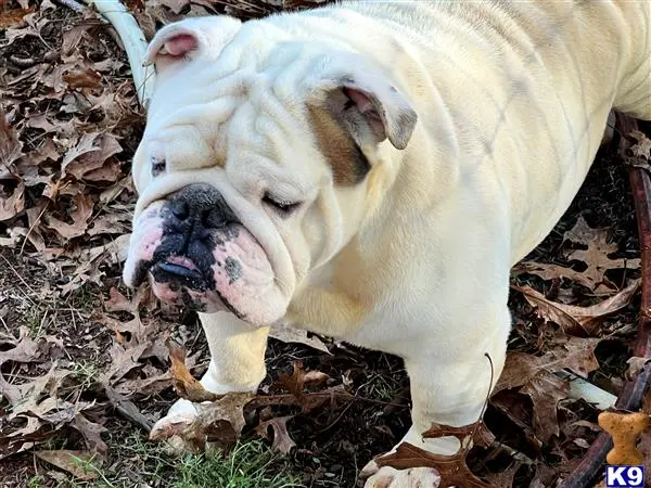 English Bulldog stud dog