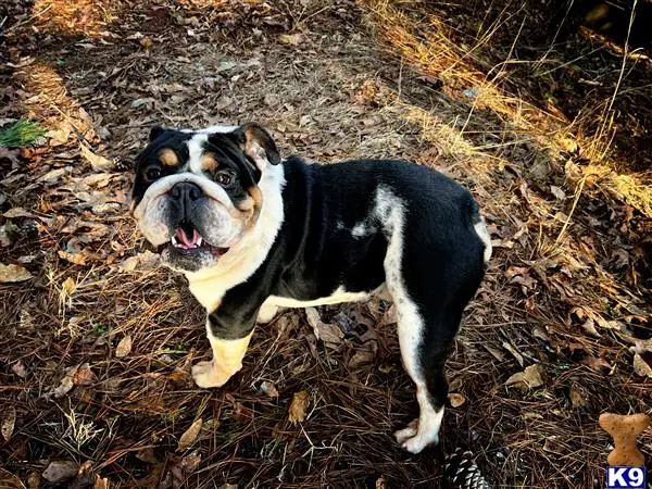 English Bulldog stud dog