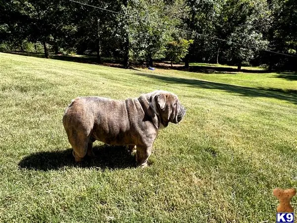 English Bulldog stud dog