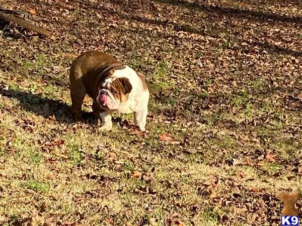 English Bulldog stud dog