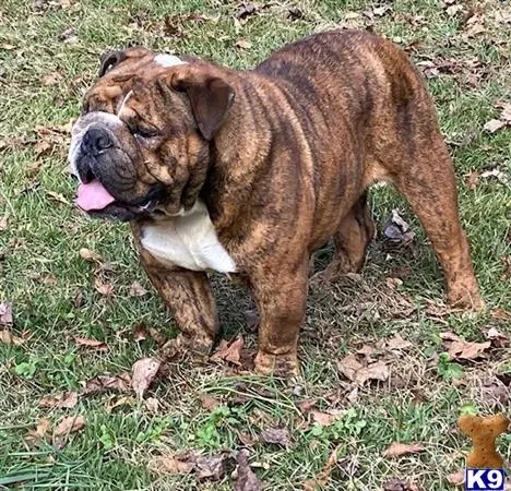 English Bulldog stud dog