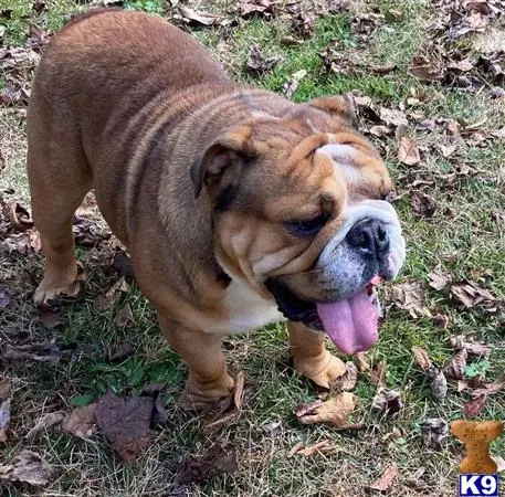 English Bulldog stud dog