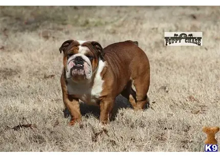 English Bulldog