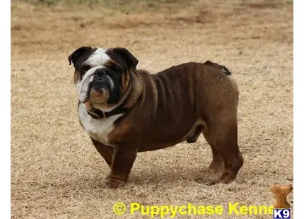 a english bulldog dog running in a field
