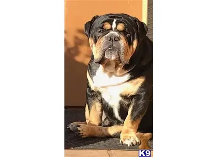 English Bulldog