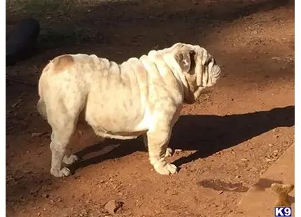 English Bulldog