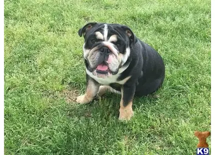 a english bulldog dog sitting in the grass