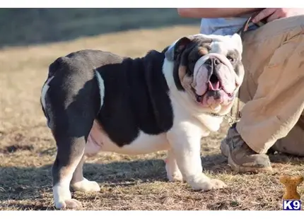 English Bulldog