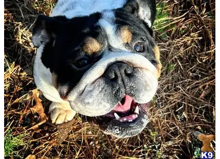 English Bulldog