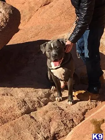 American Bully stud dog