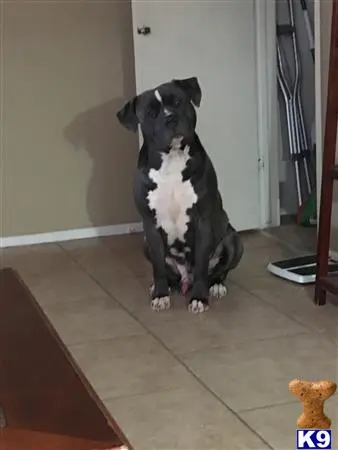 American Bully stud dog