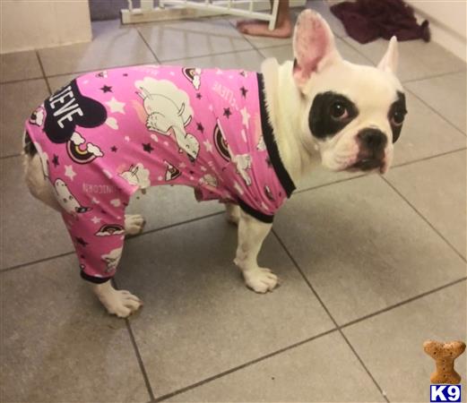 French Bulldog female dog