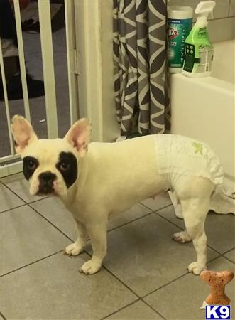 French Bulldog female dog