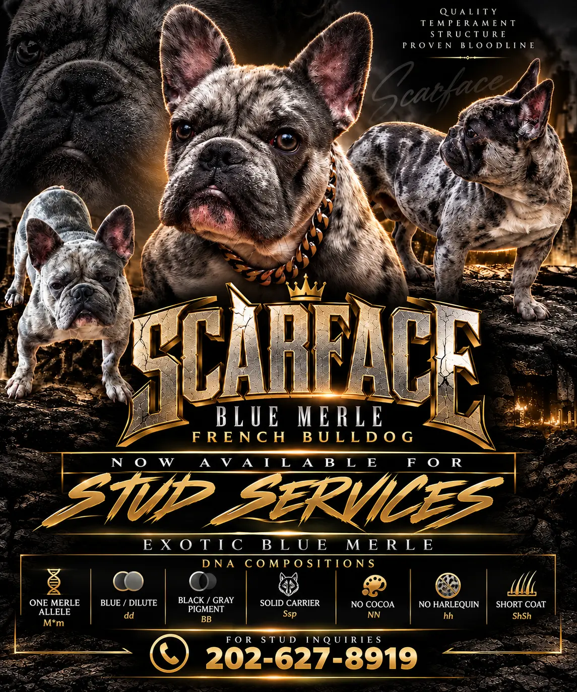 French Bulldog stud dog: Blue merle French Bulldog with a muscular build and confident pose