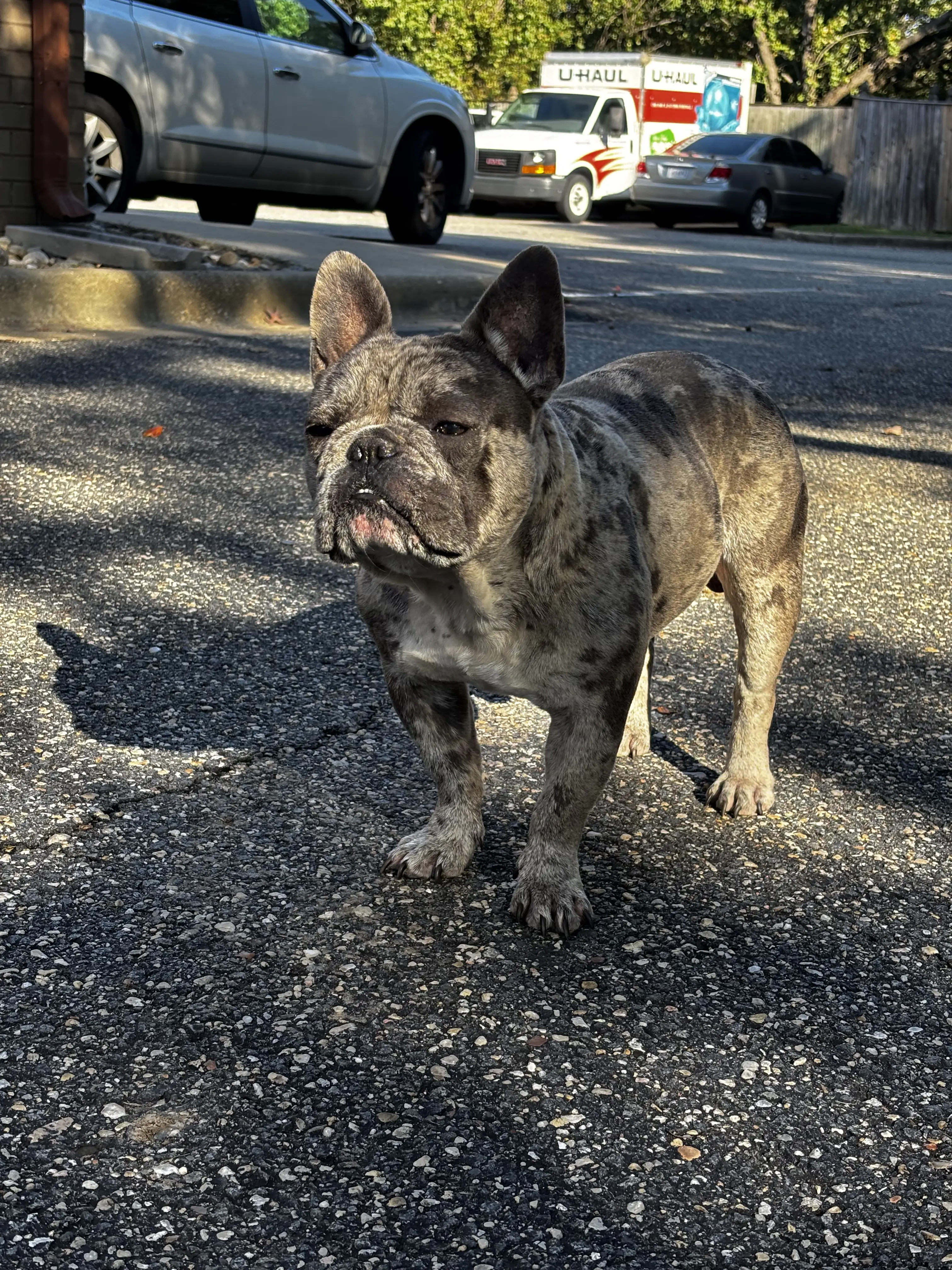 French Bulldog stud dog: Brindle French Bulldog standing on a paved street