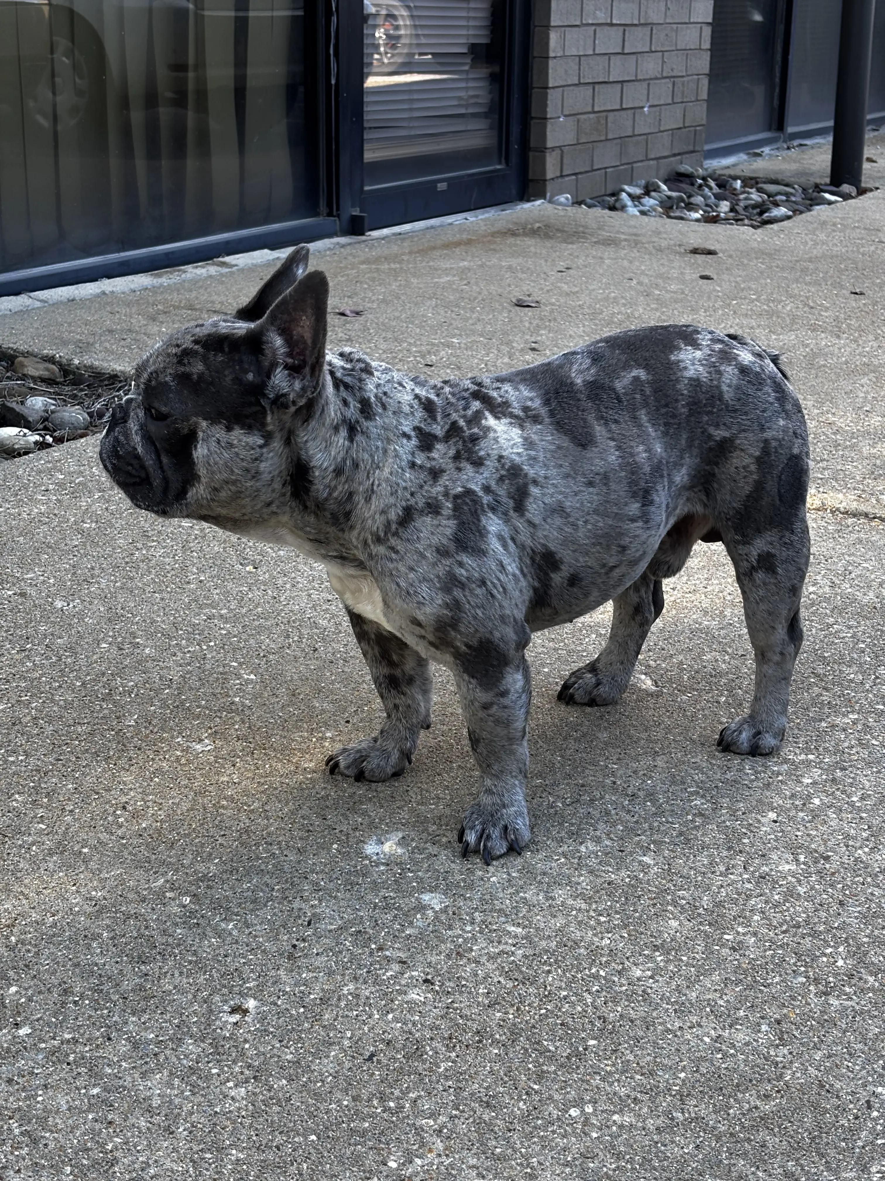 French Bulldog stud dog: Blue brindle French Bulldog standing on concrete outside