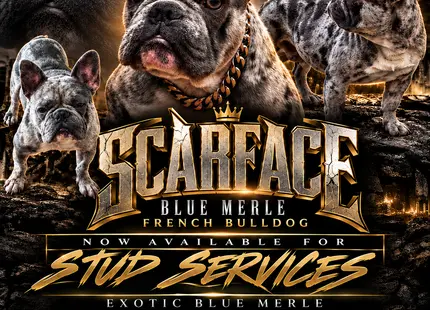 French Bulldog stud dog: Blue merle French Bulldog with a muscular build and confident pose