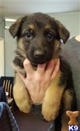 german shepherd puppy posted by lopes