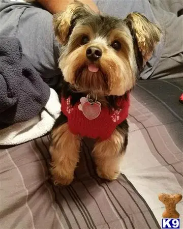 Yorkshire Terrier