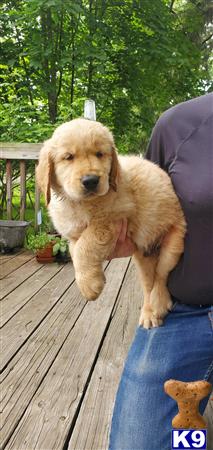 a golden retriever dog standing on a wood deck