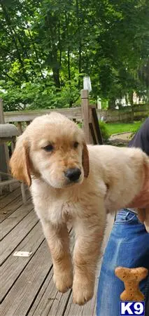 Golden Retriever puppy for sale: a golden retriever dog standing on a wood deck