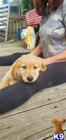 Golden Retriever puppy for sale: a golden retriever dog lying on a wooden surface