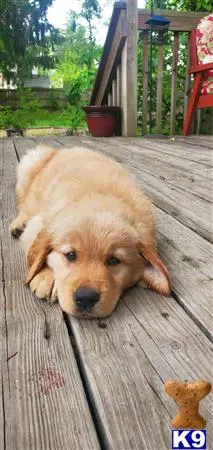 Golden Retriever puppy for sale: a golden retriever dog lying on a wood deck