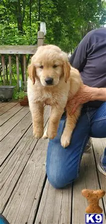 Golden Retriever puppy for sale: a person holding a golden retriever dog